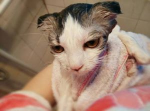 冬天可以给猫咪洗澡吗 冬天能给猫咪洗澡吗