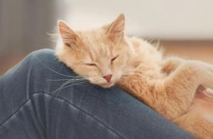 猫睡在你身上代表什么 猫对主人的记忆有多久