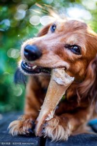 怎样给狗狗补钙 如何给哺乳期的狗补钙