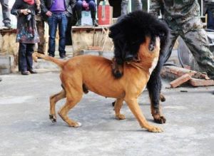比特犬vs藏獒 高加索犬vs藏獒