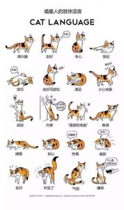 猫的肢体语言 完全图解猫的心理