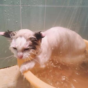 冬天能给猫咪洗澡吗 冬天给猫咪洗澡技巧