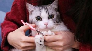 让猫自愿剪指甲小妙招 自家猫需要什么疫苗