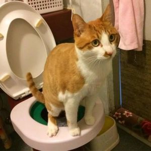 自制猫厕所不用猫砂 猪饲料可不可以代替猫砂