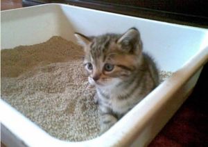 没猫砂猫会上厕所吗 不用猫砂的猫厕所