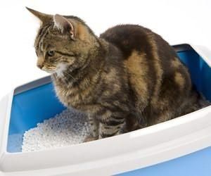 猫咪睡在猫砂里面怎么纠正 怎么教猫咪使用猫砂