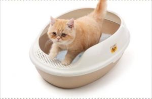 猫不在猫砂盆里尿 猫咪尿床