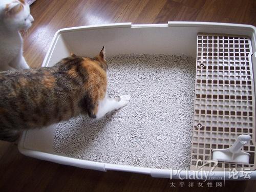 为什么猫突然不在猫砂盆排便
