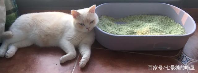 为什么猫突然不在猫砂盆排便