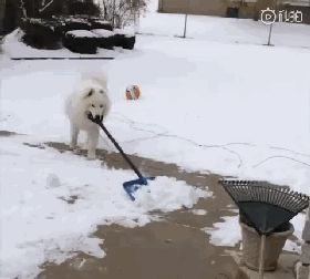 冬天零下可以去遛狗吗 冬天遛狗注意事项