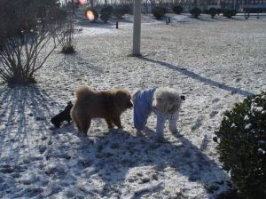 下雪天遛狗的注意事项 下雪天可以遛狗吗