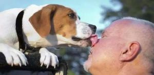 舔完人血的狗为什么要杀死 狗被杀时恐惧视频