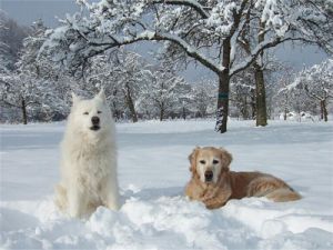 下雪天可以遛狗吗 泰迪多大可以出去遛狗
