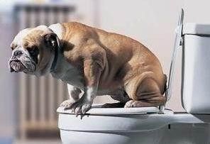 狗狗定点上厕所如何训练 训练小狗如何定点大小便