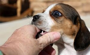 狗狗被狗咬伤了怎么办 被狗狗咬破了一点皮有事吗