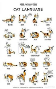 读懂猫咪肢体语言 猫咪能听懂自己的名字吗