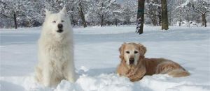 冬天遛狗注意事项 冬天可以遛狗吗