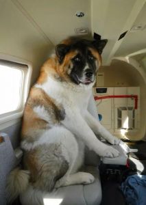 狗狗坐飞机 以下哪个不是哈利波特系列中霍格沃兹