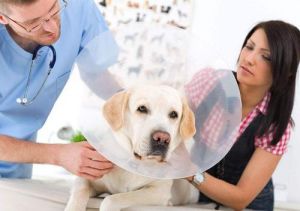 狗狗绝育后需要注意什么 母犬绝育手术详细步骤