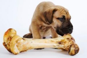 狗狗到底能不能吃骨头？ 狗狗瘦的皮包骨头