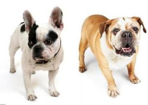 英国斗牛犬和法国斗牛犬的区别 法斗犬