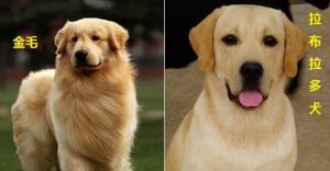 金毛犬和拉布拉多犬的区别 拉布拉多犬的区别
