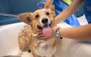 给狗狗洗澡需要注意什么 狗狗几个月开始认主人