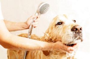 40多天的狗狗能洗澡吗 40多天的狗狗怎么喂养