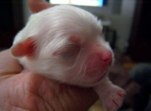 刚出生小狗会叫么 小狗刚出生几天容易死