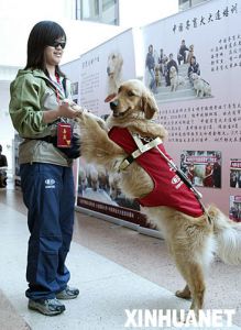 自家怎么训练一只导盲犬 导盲犬训练学校