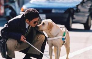 导盲犬的训练方法 怎么样训练导盲犬