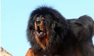 藏獒最大能长多大 藏獒和巨型阿拉斯加犬哪个大