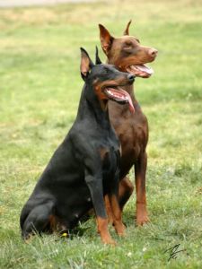 杜宾犬有几个品种 三个月杜宾犬