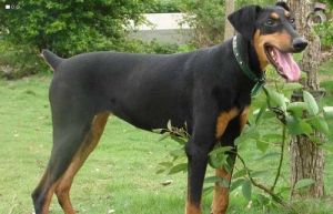 杜宾犬最大能长多大 最好养的大型犬