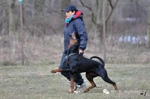 6个月杜宾犬怎么训练 杜宾犬怎么样训练