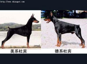 杜宾犬哪个品种好 杜宾犬有几个品种