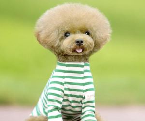 宠物泰迪犬毛发造型 3m宠物毛发清洁器