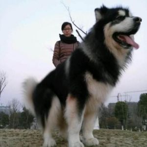 最大的阿拉斯加犬多大 阿拉斯加犬最大能长多高多重