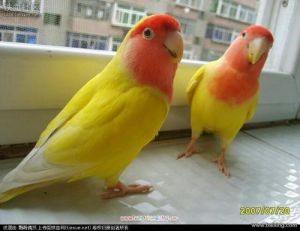 黄桃鹦鹉适合养一只还是一对 黄桃鹦鹉能否和牡丹鹦鹉生蛋