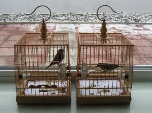 一个笼子里可以养两只黄雀吗 黄雀为什么通眉的好