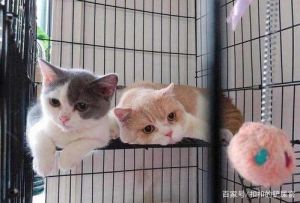 猫在笼子里养还是放养 猫咪关笼子久了会疯吗