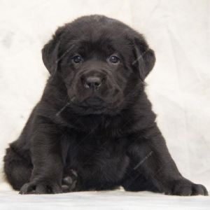 黑色拉布拉多幼犬怎么训 幼犬拉布拉多怎么训养