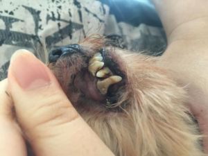 狗狗牙结石怎么去除？ 如何去除牙垢和牙结石