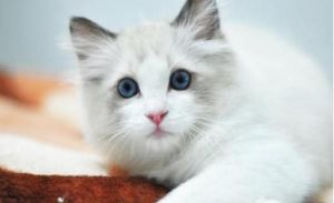 布偶猫的历史介绍 布偶猫品种介绍