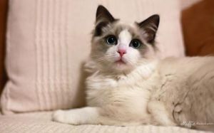 最贵的布偶猫98万 最贵的布偶猫