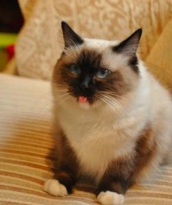 布偶猫什么颜色最贵 布偶猫哪种颜色最贵