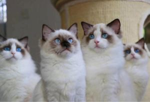 布偶猫双色和重点色 海报双色布偶猫
