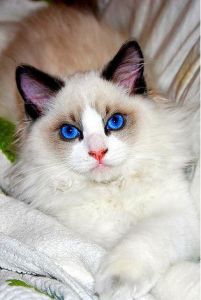 布偶猫眼睛颜色等级 布偶猫眼睛颜色等级表