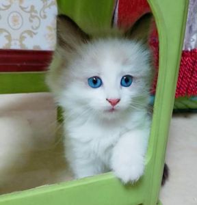 梵色布偶猫与双色布偶区别 重点色和双色布偶生出