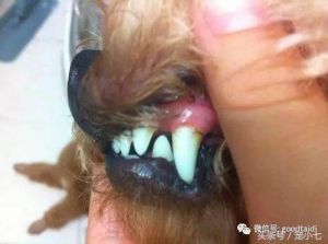 用什么软化狗狗的牙结石 泰迪牙结石特别严重